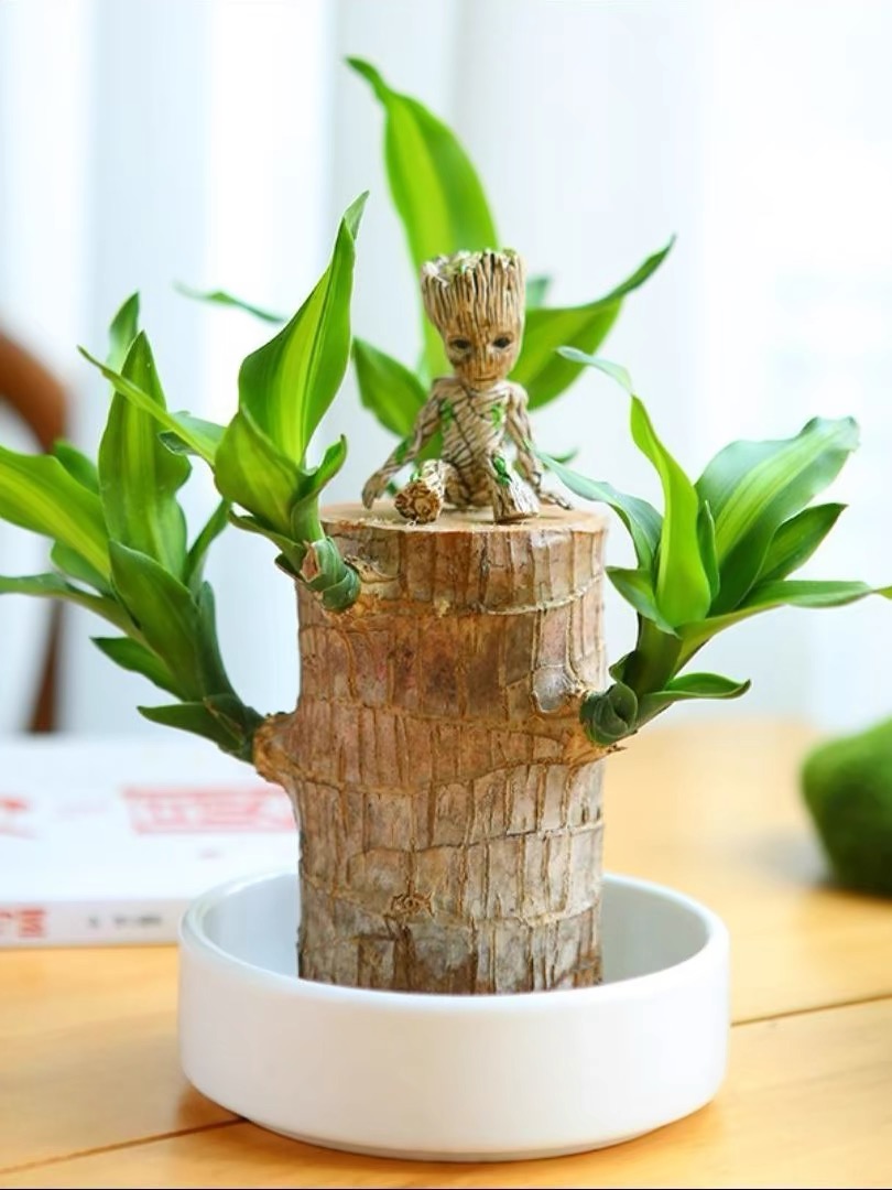 ⚡Last Day Sale - Lucky Brazil Wood Potted Plant