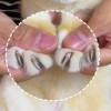 Cat Nail Clippers Pet Nail Clippers