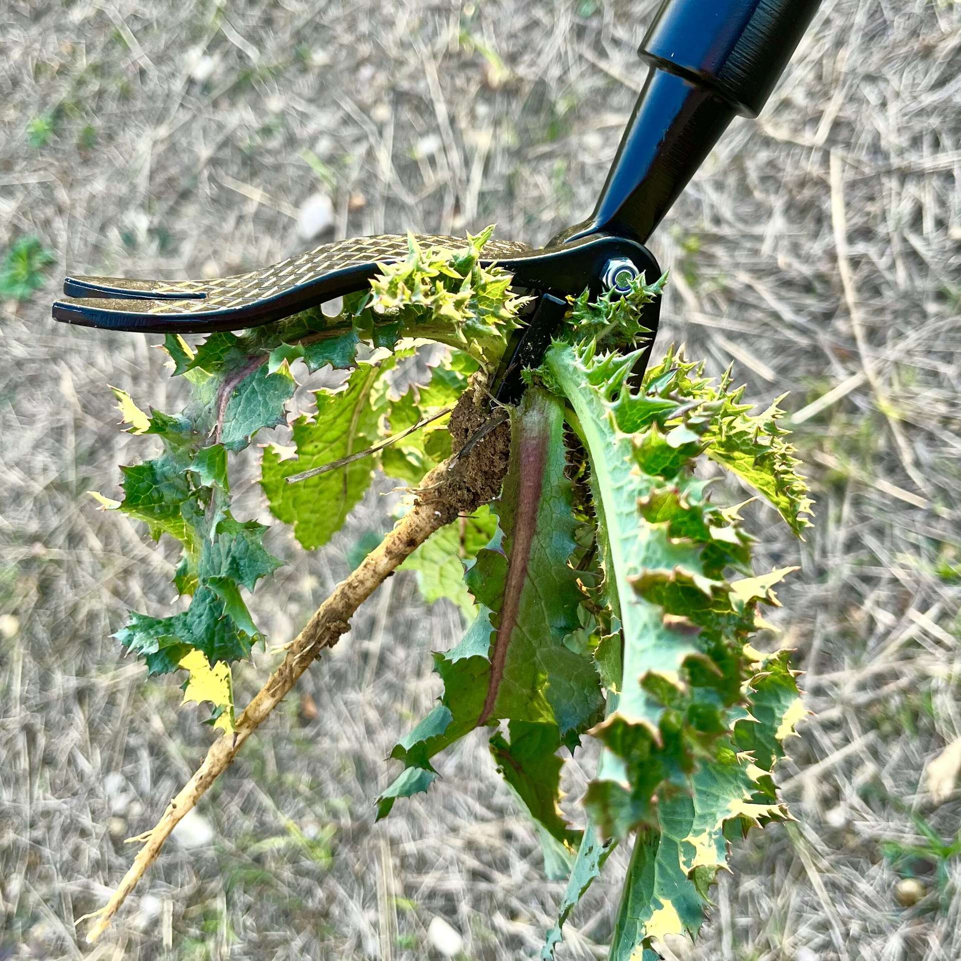 Detachable Stand Up Weed Puller