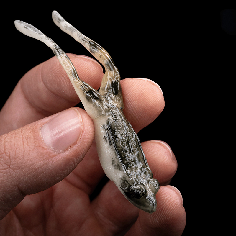 🚨 FLASH SALE ALERT! 🚨 Get 60% OFF White Belly Floating Frog Lure(𝟏 𝐏𝐚𝐜𝐤 𝐨𝐟 𝟑 𝐁𝐚𝐢𝐭𝐬) – 𝐑𝐞𝐚𝐥𝐢𝐬𝐭𝐢𝐜 𝐓𝐨𝐩𝐰𝐚𝐭𝐞𝐫 𝐀𝐜𝐭𝐢𝐨𝐧