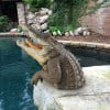 🐊Buy 2 Free Shipping🐊Garden Swamp Gator Statue