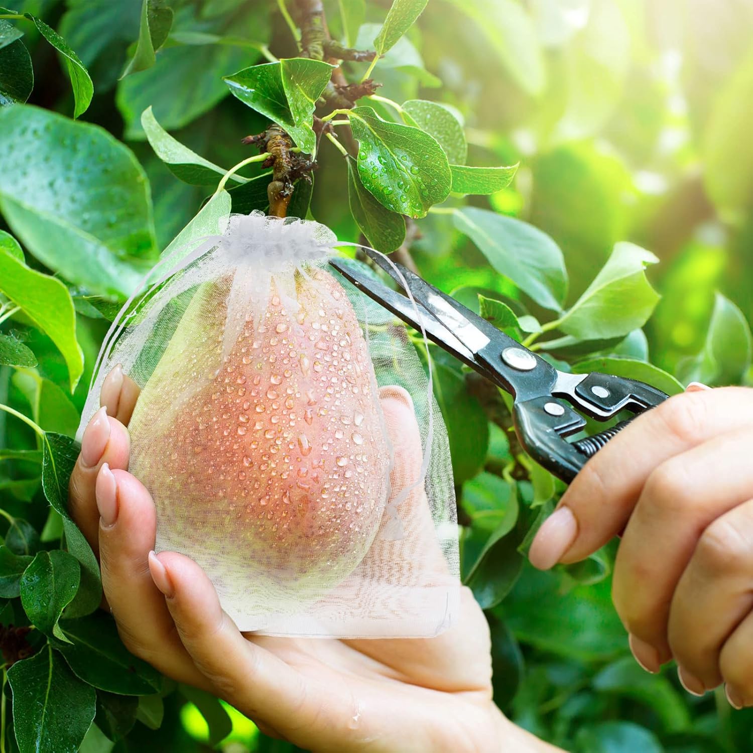 🎁TikTok Last Day Sale - 70% OFF🎉Fruit Protection Bags