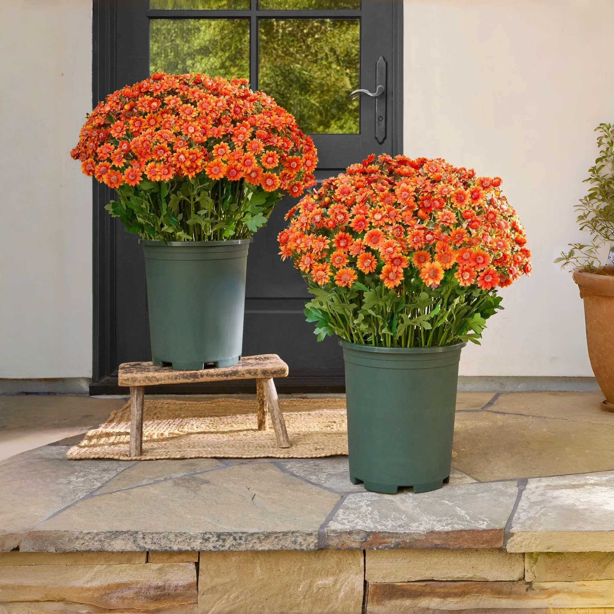 🔥Letzter Tag 49% Rabatt🌻Künstliche Chrysanthemen in Sonnenuntergangsfarben