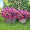 🌸 Spring Summer Home Decoration - 🌿 Fake Silk Colorful Morning Glory