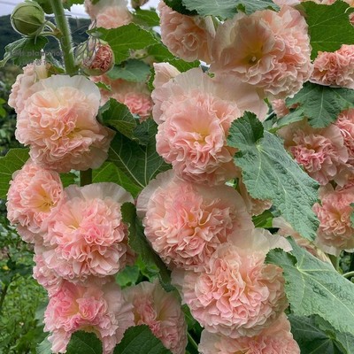 🔥Last Day Promotion 50% OFF - Double Hollyhock Seeds⚡Buy 2 Get Free Shipping