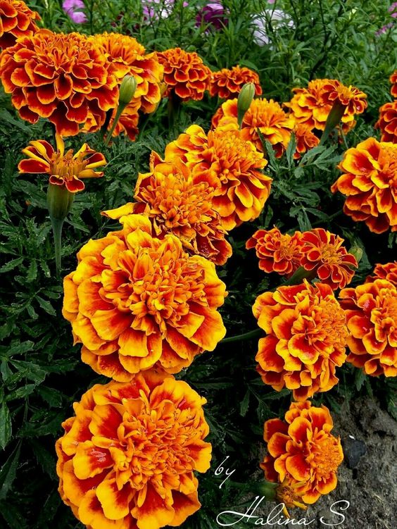 Last Day Sale 50% Off - 🔥Marigold Seeds-Easily Mixed Colors for All Seasons⚡Two pieces of free shipping