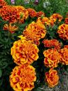 Last Day Sale 50% Off - 🔥Marigold Seeds-Easily Mixed Colors for All Seasons⚡Two pieces of free shipping