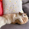 (Last Day Promotion - 48% OFF) Cat Lovely Cozy Pillow, BUY 3 GET 3 FREE & FREE SHIPPING