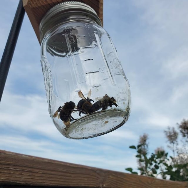 🔥Best Carpenter Bee Trap--𝗕𝘂𝘆 𝟮 𝗚𝗲𝘁 𝗘𝘅𝘁𝗿𝗮 𝟭𝟬% 𝗢𝗙𝗙 & 𝗙𝗥𝗘𝗘 𝗦𝗛𝗜𝗣𝗣𝗜𝗛𝗚 𝗧𝗢𝗗𝗔𝗬