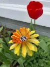 🎖️July 4th Flash Sale: 70% OFF Sitewide! 🌻Zinnia Metal Garden Stake🌼 Yard Decoration, Metal Art🪴