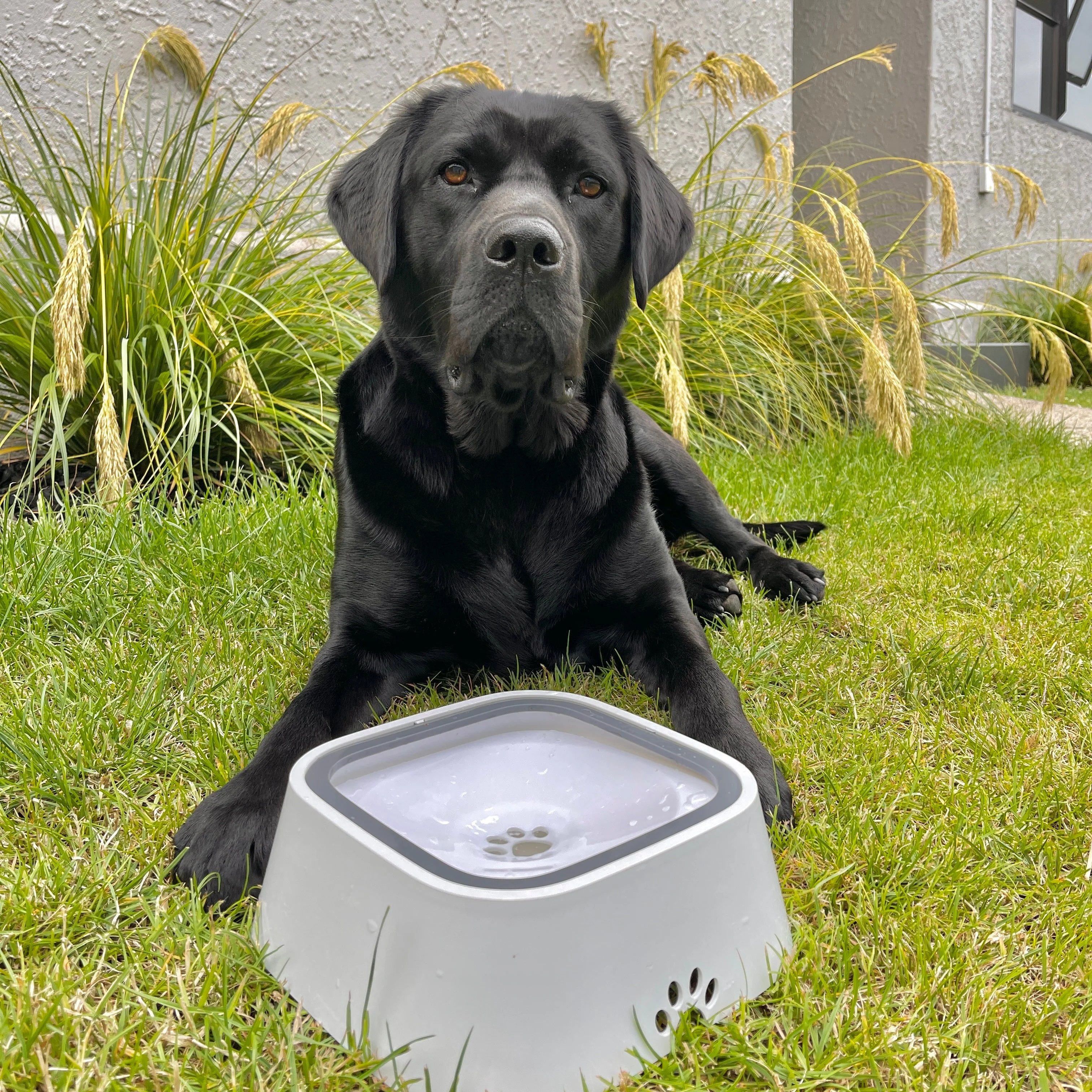 🔥HOT SALE - 49% OFF🔥The Original PupBowl