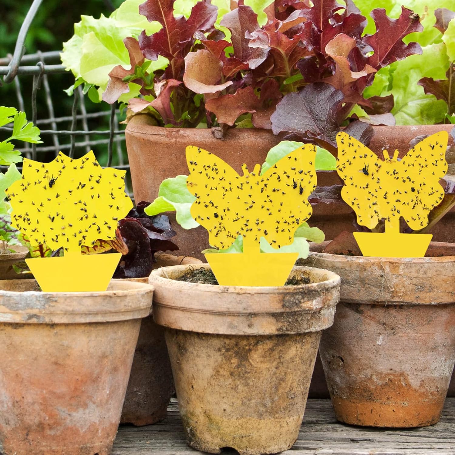 🎁TikTok Last Day Sale - 70% OFF🎉Yellow Insect Traps🦋 – Pest Control for Plants Without Chemicals