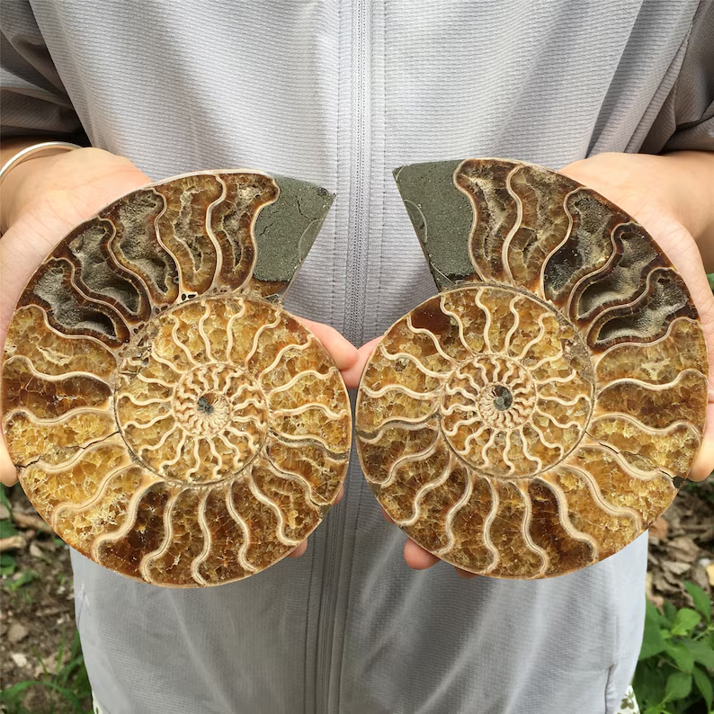 🔥Handmade Natural Rare Ammonite Fossil Conch - Ready For Ship