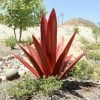 (❤️Mother's Day Flash Sale - 50% OFF)Red Tequila Agave-Perfect for garden decoration ，Buy 2 Get Extra 10% OFF