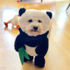 🎁Early Christmas Sale 48% OFF - Panda Dog Costume(🔥🔥BUY 2 FREE SHIPPING)