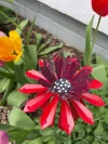 🎖️July 4th Flash Sale: 70% OFF Sitewide! 🌻Zinnia Metal Garden Stake🌼 Yard Decoration, Metal Art🪴