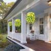 Perfect home garden decoration – 🌺hanging morning glory