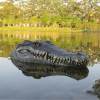 🐊Remote Control Crocodile Head Boat - Best Prank Stuff