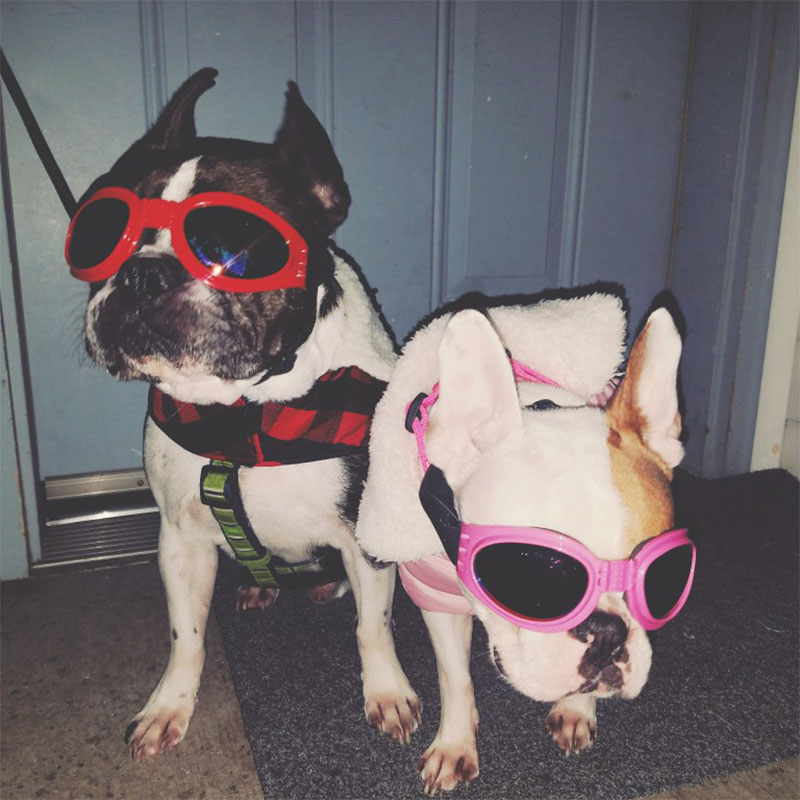 Summer Hot Sale 48% OFF- Dog Goggles