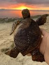 (🔥LAST DAY PROMOTION - SAVE 50% OFF) Hawaiian Turtle Woodcarving - BUY 2 FREE SHIPPING