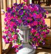 Perfect home garden decoration – 🌺hanging morning glory