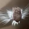 🔥 3D Animals LED Wall Light 🔥