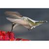 (Last Day Promotion - 50% OFF) Mary's Hummingbird Feeder With Perch, BUY 2 FREE SHIPPING