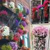 (🔥Last Day Promotion 50% OFF)🌷Vivid Artificial Hanging Orchid Bunch