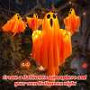 🎁TikTok Last Day Sale - 70% OFF👻✨Halloween Glowing Ghost Chandelier