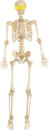 5ft Poseable Skeleton with Electronic Eyes 👻 - Life-Size Yard Decor 💀