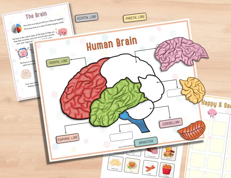 🧒Human Anatomy Busy Book