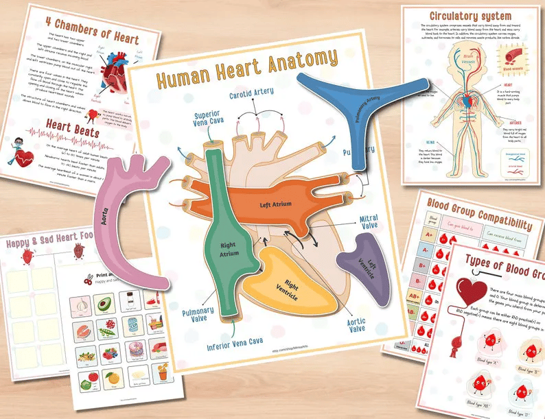 🧒Human Anatomy Busy Book