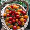 🔥Last Day Promotion 50% OFF🔥Colorful Dwarf Tomatoes-Four Seasons Potted Plants