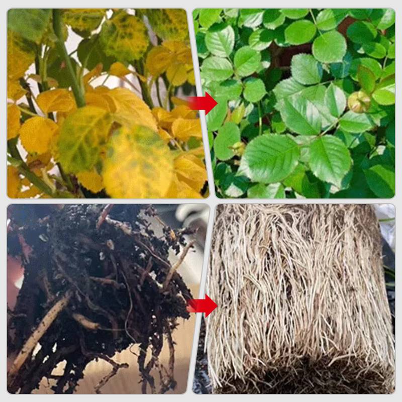 Last Day 70% OFF🔥Fast-Acting Nutrient Solution for Plants