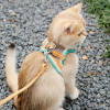 Facttory Outlet Sale-Luminous Escape Proof Cat Vest Harness and Leash Set