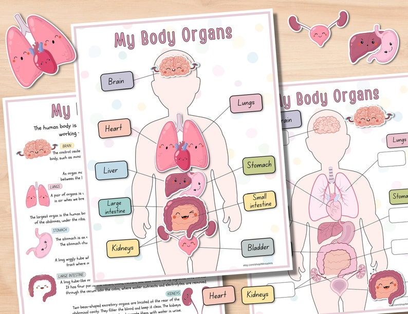 🎁Body Organs Busy Book For Kids🔥Buy 2 Save 20% OFF & Free Shipping