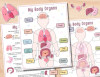 🎁Body Organs Busy Book For Kids🔥Buy 2 Save 20% OFF & Free Shipping