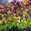 💐Last Day 70% OFF-Outdoor Artificial Pansy Flowers