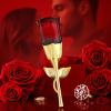 Midnight Rose Perfume🥀| A Timeless Fragrance 🌹