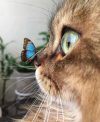 🎄🎄Early Christmas Sale 48% OFF - Curious Cat with Butterfly Figurine（BUY 2 FREE SHIPPING）