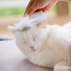 🎁Early Christmas Sale 48% OFF - Cat Hair Removal Massaging Shell Comb（BUY 2 GET 1 FREE）