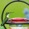 Limited Time Offer - Handcrafted Circular Hanging Hummingbird Feeder