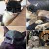 Bat Cat Avenger Mask