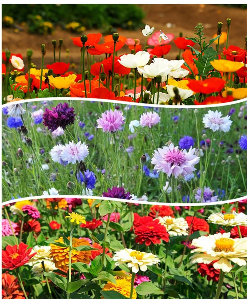 Last Day Promotion 70% OFF-🔥 Four Seasons Of Wild Flower Combination Flower Seeds, Beautiful Rural Flowers, Sea View Flower Seeds ⚡ Buy 2 Get 1 Free