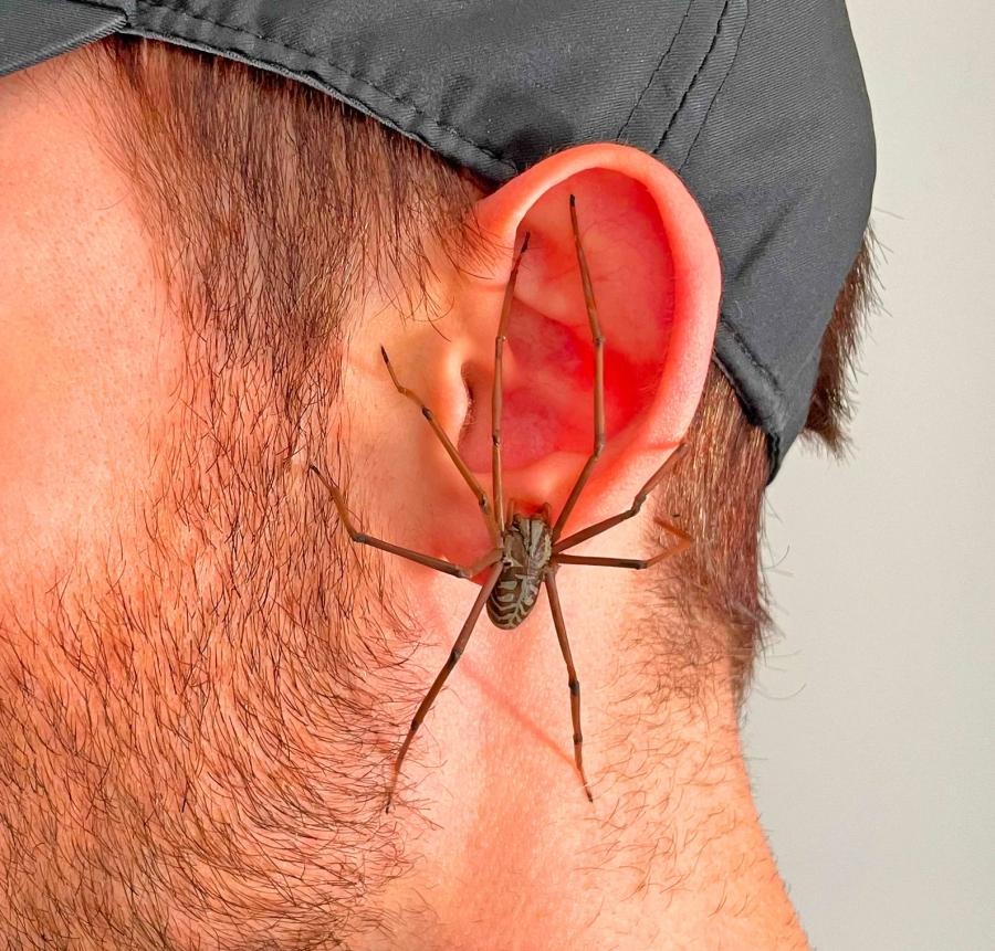 🕷The Giant Spider Earring