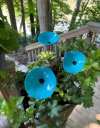 🎖️July 4th Flash Sale: 70% OFF Sitewide! 🐝Bee Watering Station,🦋Butterfly Puddler,Hummingbird Drinking Cups