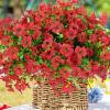 💥Upgraded high-grade material 🌱UV Resistant Lifelike Artificial Flowers
