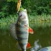 🎄TikTok Christmas Sale -70% OFF✨Fishing Lures Advent Calendar