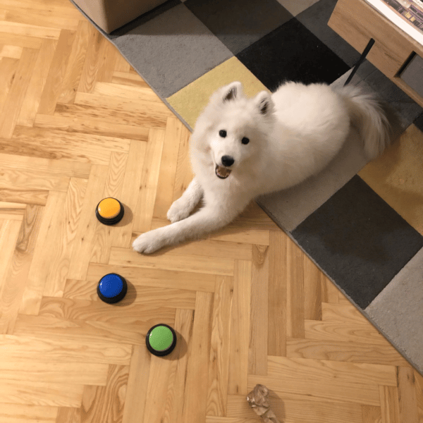 (🎄Christmas Hot Sale🔥🔥)Buddybutton-interactive dog toy