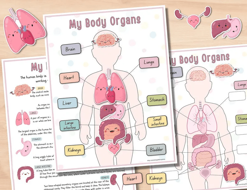 🧒Human Anatomy Busy Book